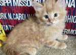 Buddy - Norwegian Forest Kitten For Sale
