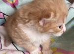 Rosie - Norwegian Forest Kitten For Sale