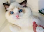 Biscuitt - Ragdoll Kitten For Sale - Los Angeles&comma; CA&comma; US