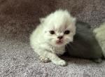 Willows litter - Persian Kitten For Sale - Spruce Pine&comma; NC&comma; US