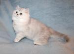 Chinchilla Silver Male Persian Kitten Shadow - Persian Kitten For Sale - Stanton&comma; MO&comma; US