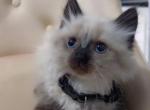 Beautiful munchkin ragdoll kittens - Munchkin Kitten For Sale - 