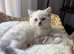 Iris - Scottish Straight Kitten For Sale - New York&comma; NY&comma; US