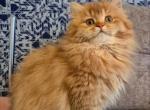 Matibel - British Shorthair Kitten For Sale - New York&comma; NY&comma; US
