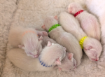 Guardian Home Wanted - Siamese Kitten For Sale - Middletown&comma; DE&comma; US
