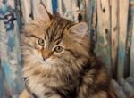 Velvet Paws Kittens Cattery - Siberian Kitten For Sale - Seattle&comma; WA&comma; US