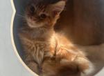 Milana - Maine Coon Kitten For Sale - Winfield&comma; IL&comma; US
