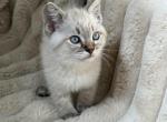 Precious - Scottish Straight Kitten For Sale - Battle Ground&comma; WA&comma; US