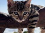 Beautiful Brown Bengal Kitten - Bengal Kitten For Sale - Menifee&comma; CA&comma; US