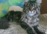 Abby - Maine Coon Cat For Sale - Newport&comma; ME&comma; US