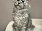 Lily - Maine Coon Kitten For Sale - Newport&comma; ME&comma; US