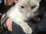 Lilac Siamese Adult Female - Siamese Cat For Sale - Cedar Springs&comma; MI&comma; US