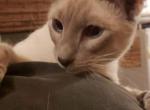 FREE Lilac Siamese Adult Female - Siamese Cat For Sale - MI&comma; US