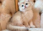 Nugget - British Shorthair Kitten For Sale - Fontana&comma; CA&comma; US