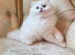 Snowy - British Shorthair Kitten For Sale - Fontana&comma; CA&comma; US