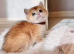 Toffee - British Shorthair Kitten For Sale - Fontana&comma; CA&comma; US