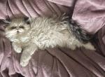 Peanuts Spring Litter - Himalayan Kitten For Sale - Murrell&comma; PA&comma; US