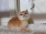 Colette - British Shorthair Kitten For Sale - Fontana&comma; CA&comma; US