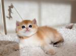 Kiki - British Shorthair Kitten For Sale - Fontana&comma; CA&comma; US