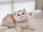 Misty - British Shorthair Kitten For Sale - Fontana&comma; CA&comma; US