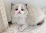 Stella seal bicolor - British Shorthair Kitten For Sale - Fontana&comma; CA&comma; US