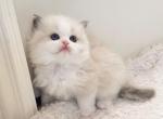 Luna blue bicolor - Ragdoll Kitten For Sale - Fontana&comma; CA&comma; US