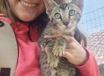 Savannah Kittens with Payment Plans - Savannah Kitten For Sale - Cedar Springs&comma; MI&comma; US