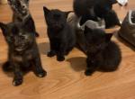 Kitten litter - Domestic Kitten For Sale - 