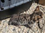 Spotted Bobtail - Bengal Kitten For Sale - Cedar Springs&comma; MI&comma; US