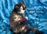 Sunflower - Persian Kitten For Sale - Charlotte&comma; NC&comma; US