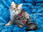 Susa - Persian Kitten For Sale - Charlotte&comma; NC&comma; US
