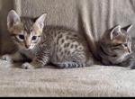 F6 Savannah kittens need new homes - Savannah Kitten For Sale - CA&comma; US