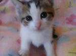 Dove - Domestic Kitten For Sale - Lancaster&comma; PA&comma; US