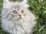 Indigo Indie - Siberian Kitten For Sale - Port Royal&comma; PA&comma; US