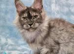 Raven - Maine Coon Kitten For Sale - Miami&comma; FL&comma; US