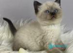 Dolce Vita - Scottish Straight Kitten For Sale - Hollywood&comma; FL&comma; US