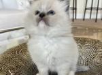 My little cotton balls - Ragdoll Kitten For Sale - 