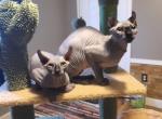 Male Elf Sphynx - Sphynx Kitten For Sale - Boston&comma; MA&comma; US
