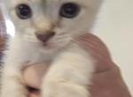 Lynx point siamese kittens - Siamese Kitten For Sale - Algonquin&comma; IL&comma; US