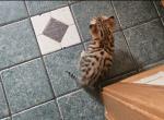F3 Savannah Kittens - Savannah Kitten For Sale - Cedar Springs&comma; MI&comma; US