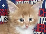 Tigger - Norwegian Forest Kitten For Sale