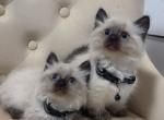 Munchkin ragdolls - Munchkin Kitten For Sale - 