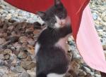 Atlas - Domestic Kitten For Sale - 