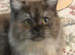 Cauldron Black Smoke Ragamuffin - Ragamuffin Kitten For Sale - Salem&comma; OR&comma; US