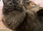 Cauldron Black Smoke Ragamuffin - Ragamuffin Cat For Sale - Salem&comma; OR&comma; US
