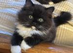 Adorable Tuxedo Ragdoll kitten - Ragdoll Kitten For Sale - 