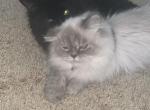 Persian - Persian Kitten For Sale - St&period; Peters&comma; MO&comma; US