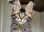 Unique - Polydactyl Kitten For Sale - Charlotte&comma; NC&comma; US