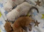 British shorthair litter - British Shorthair Kitten For Sale - Carrollton&comma; TX&comma; US