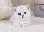 British Shorthair Kittens   Ready to go home - British Shorthair Kitten For Sale - Lockport&comma; IL&comma; US